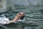 כלבי ים אלסקה