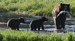 דובים אלסקה